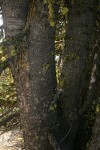 Whitebark Pine trunks