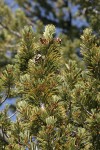 Whitebark Pine cone renmants among foliage
