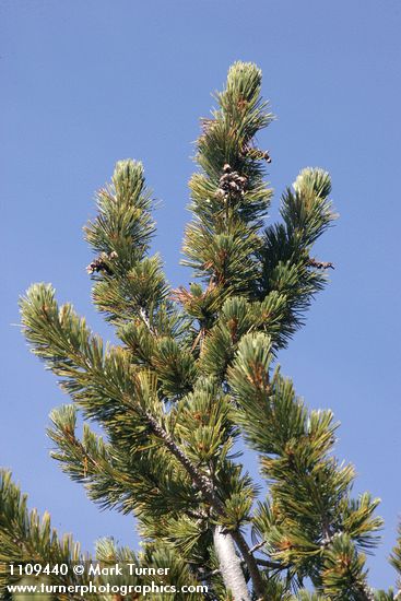 Whitebark Pine cone renmants among foliage