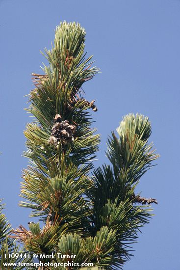 Whitebark Pine cone renmants among foliage