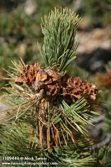 Whitebark Pine cone renmants among foliage