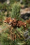 Whitebark Pine cone renmants among foliage