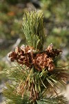 Whitebark Pine cone renmants among foliage