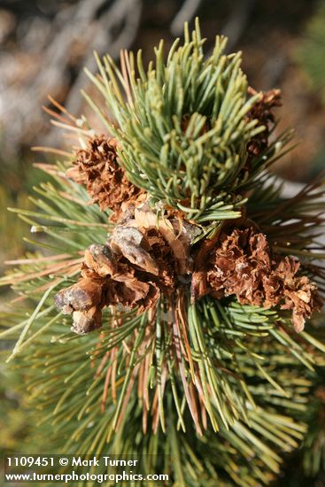 Whitebark Pine cone renmants among foliage