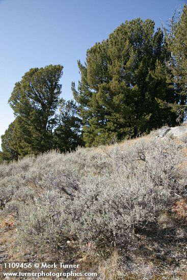 Low Sagebrush in subalpine meadow w/ Whitebark Pines bkgnd