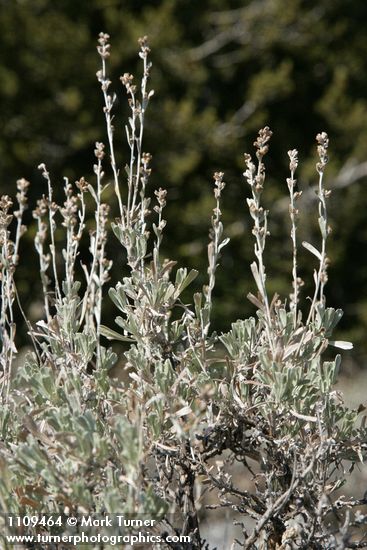Low Sagebrush inflorescences & foliage