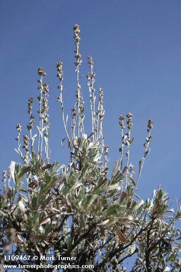 Low Sagebrush inflorescences & foliage