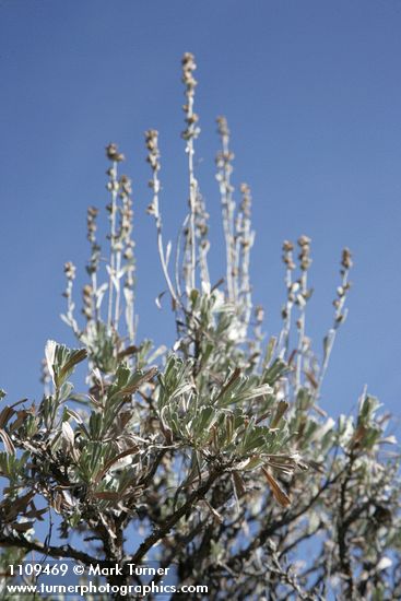 Low Sagebrush inflorescences & foliage