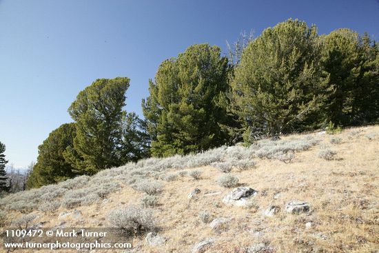 Whitebark Pines w/ Low Sagebrush in meadow fgnd