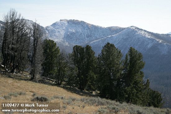 Whitebark Pines w/ snow-covered ridge bkgnd