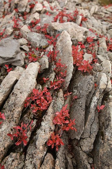 Cascades Blueberries fall foliage among rock crevices