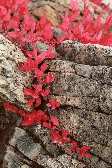 Cascades Blueberries fall foliage among rock crevices