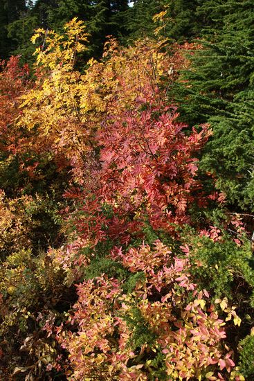 Sitka Mountain Ash fall foliage among Mountain Hemlocks w/ Huckleberries at base