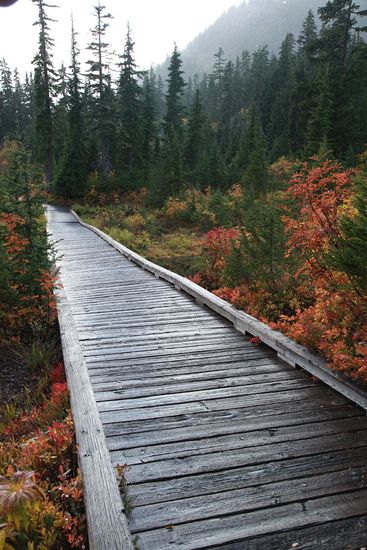 Mountain Hemlocks, Sitka Mountain Ash, Cascades Blueberries frame Heather Meadows boardwalk