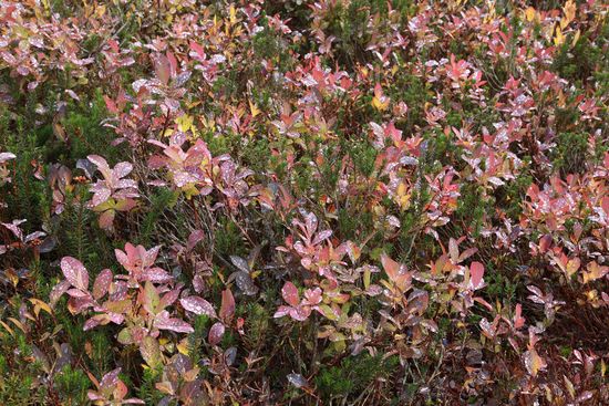Cascades Blueberries fall foliage dotted w/ raindrops, among Pink Mountain-heather