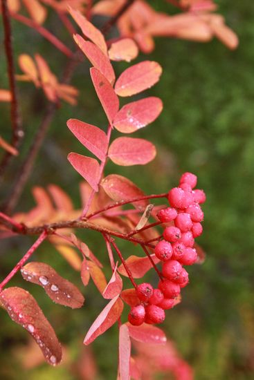 Sitka Mountain Ash berries & fall foliage