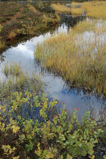 Rosy Spiraea, Sedges in wetland at edge of Picture Lake