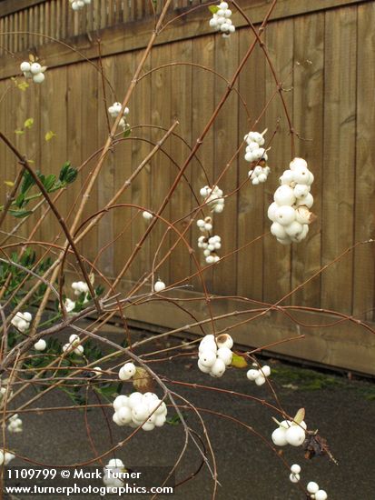 Snowberry fruit & twigs w/ wooden fence along sidewalk bkgnd