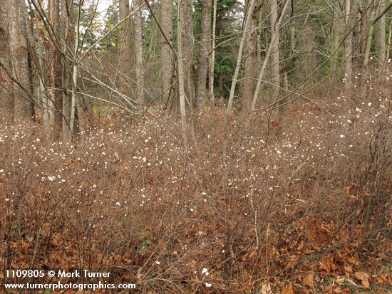 Snowberry thicket under Bigleaf Maples, early winter