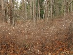 Snowberry thicket under Bigleaf Maples, early winter