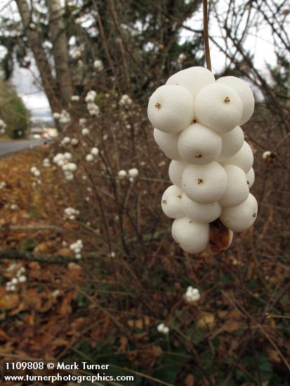 Snowberry fruit & shrub, early winter