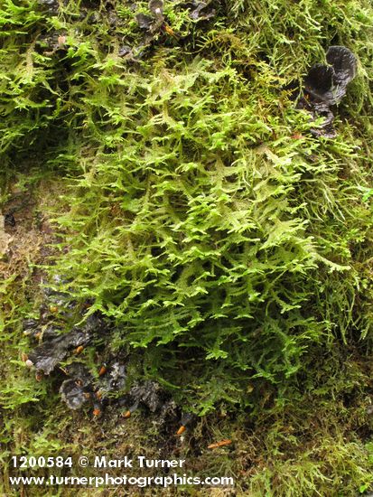 Douglas' Neckera Moss on Red Alder trunk