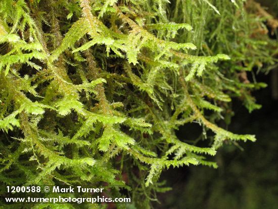 Menzies' Metaneckera Moss