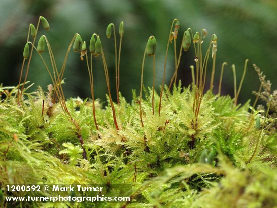 Menzies' Tree Moss (female)
