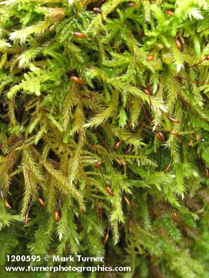 Moss (on concrete bridge abutment)