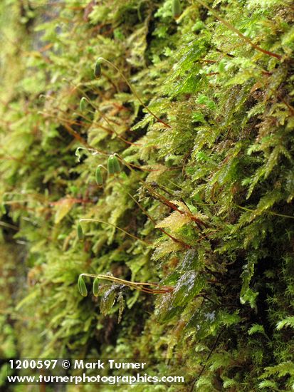 Menzies' Tree Moss capsules & branches at base (on concrete bridge abutment)