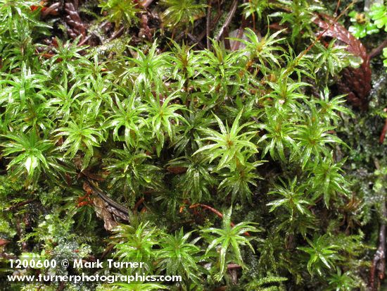 Selwyn's Atrichum Moss (on rotting log)