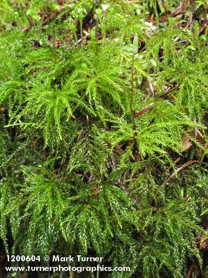 Menzies' Tree Moss female gametophyte, sporophytes & young gametophytes (at top rear) on rotting stump