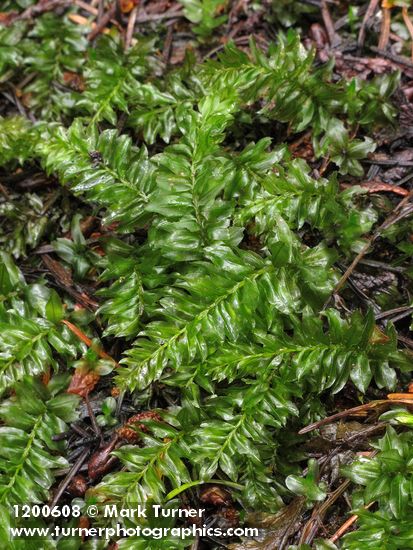 Badge Moss (on rotting log)