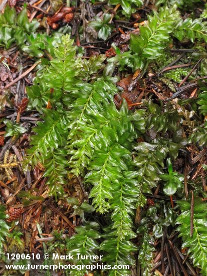 Badge Moss (on rotting log)