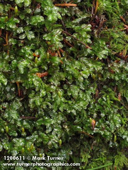 Fan Moss (on rotting log)