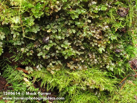 Fan Moss (on rotting log)