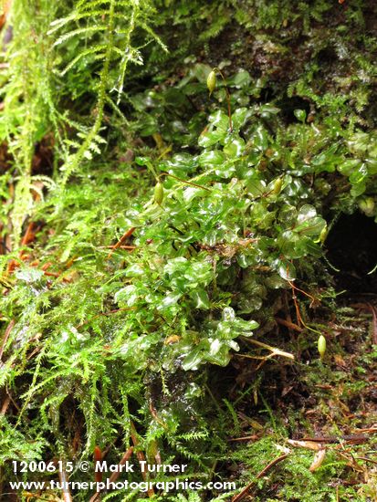 Fan Moss (on ground)