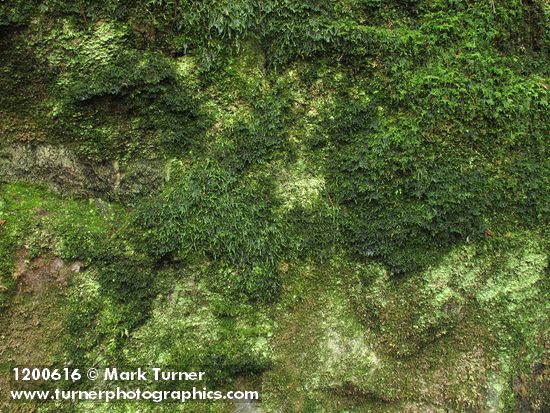 Mosses, liverworts & lichens (on granite erratic boulder)