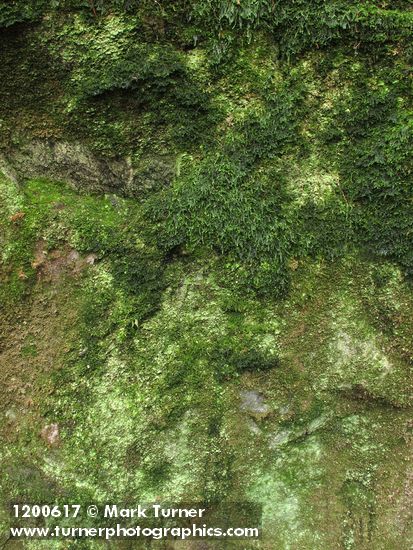 Mosses, liverworts & lichens (on granite erratic boulder)