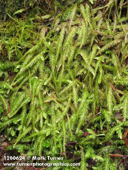 Wavy-leaved Cotton Moss (Worm Moss)  (on rotting stump)