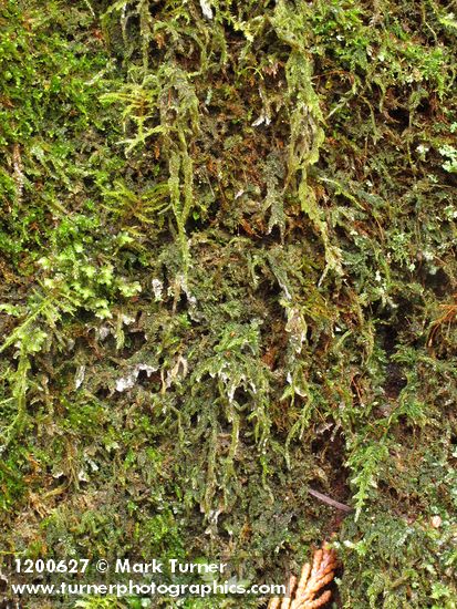 Coiled-leaf Moss (on rotting stump)