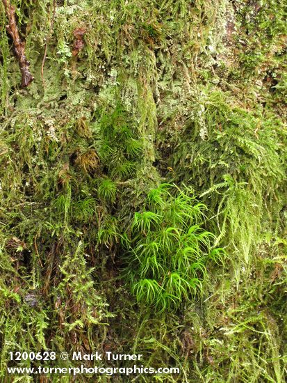 Curly Heron's Bill Moss surrounded by Diaper Moss (on rotting stump)