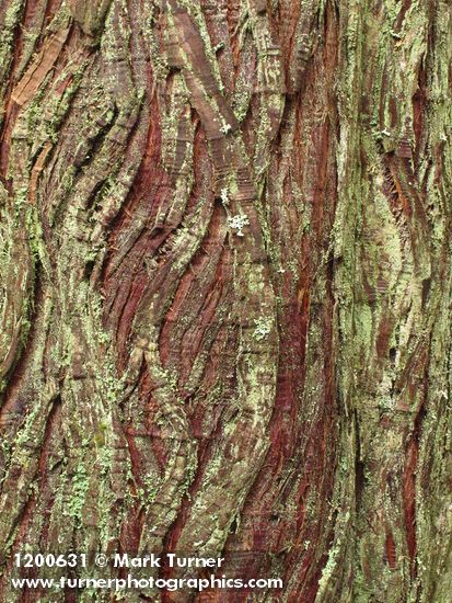 Dust Lichen on Western Redcedar bark