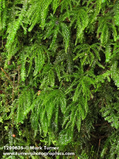 Menzies' Tree Moss