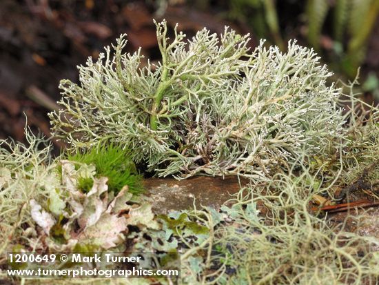 Globose Spear-holder Lichen on Red Alder trunk