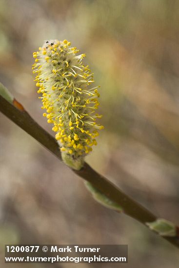 Hooker's Willow (Coast Willow) male ament detail
