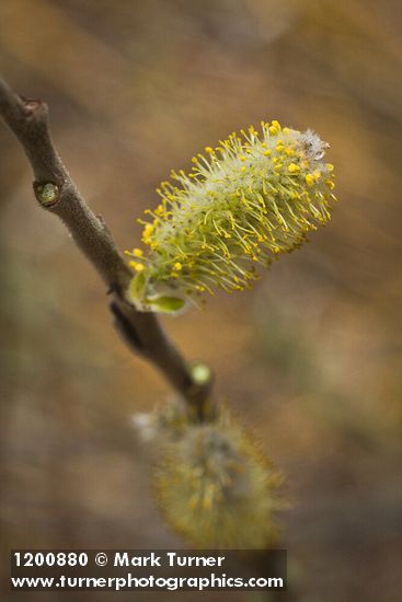 Hooker's Willow (Coast Willow) male ament detail