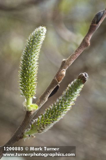 Hooker's Willow (Coast Willow) female aments detail