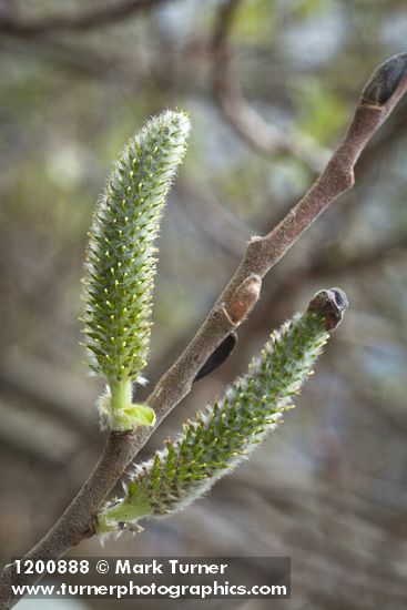 Hooker's Willow (Coast Willow) female aments detail