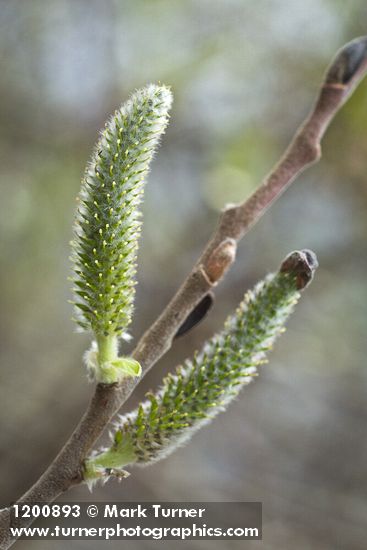 Hooker's Willow (Coast Willow) female aments detail
